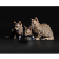 Сухой корм для котят PURINA PRO PLAN Sterilised Kitten лосось 3 кг (7613037684339) - Фото 11