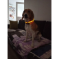 Ошейник для собак светящийся TRIXIE USB Flash XS-S 7 мм 35 см оранжевый (12703) - Фото 2