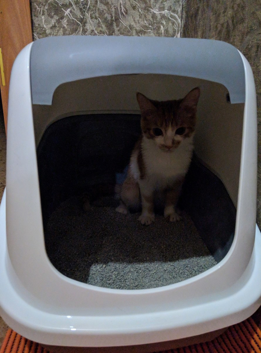 Туалет-домик для кошек 56х39х38,5 см SAVIC Nestor светло-серый (022700WG) - Фото 9