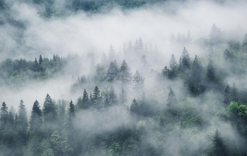 Фотообои флизелиновые CITYDECOR Лес в тумане 400х254 см