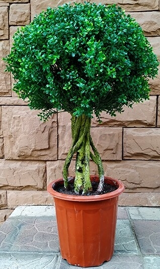 Искусственное растение FORGARDEN Самшит Boxwood topiary 90 см (FGN_BF01705)