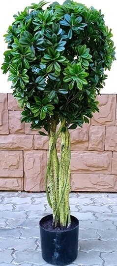 Искусственное растение FORGARDEN Питтоспорум Pittisporum 135 см (FGN_BF01701)