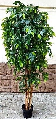 Искусственное растение FORGARDEN Фикус Ficus benjamin baft tree 180 см (FGN_BF00568) - Фото 3