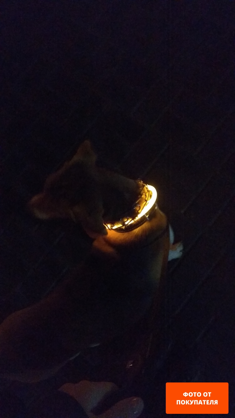 Ошейник для собак светящийся TRIXIE USB Flash XS-S 7 мм 35 см оранжевый (12703)