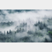 Фотообои флизелиновые CITYDECOR Лес в тумане 400х254 см