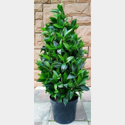 Искусственное растение FORGARDEN Лавр Bay leaf tower 90 см (FGN_BF01694)