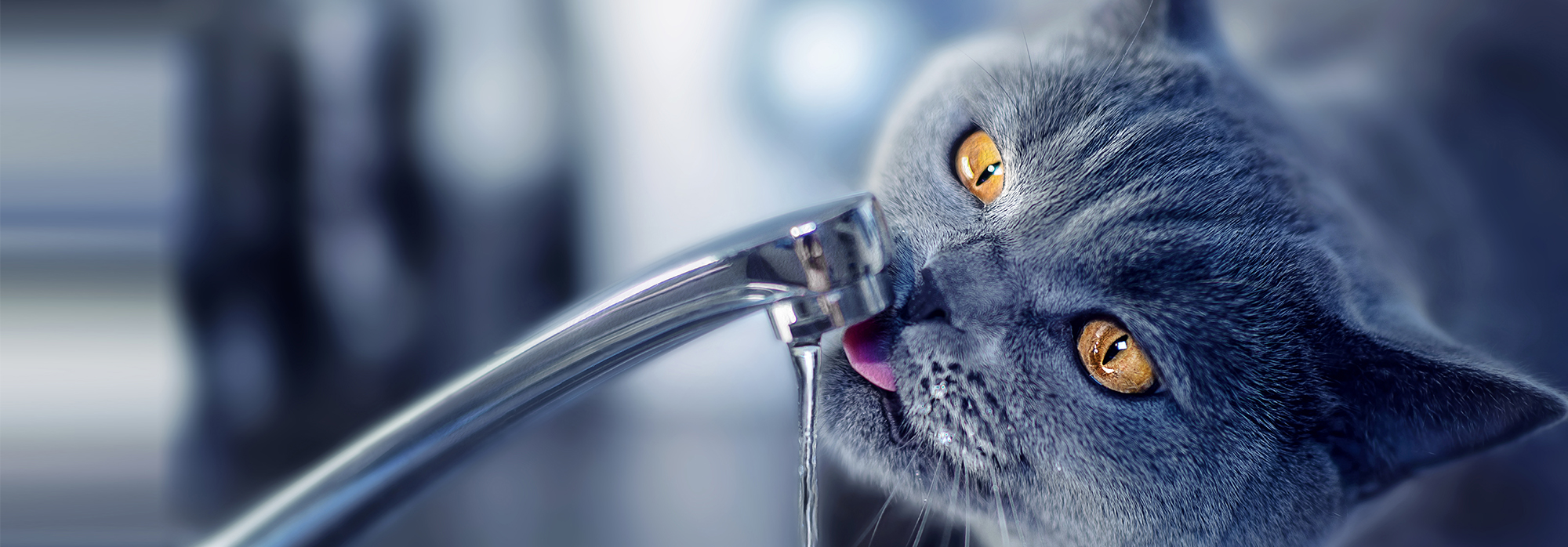Как заставить кота пить воду? — Интернет-магазин 7745.by