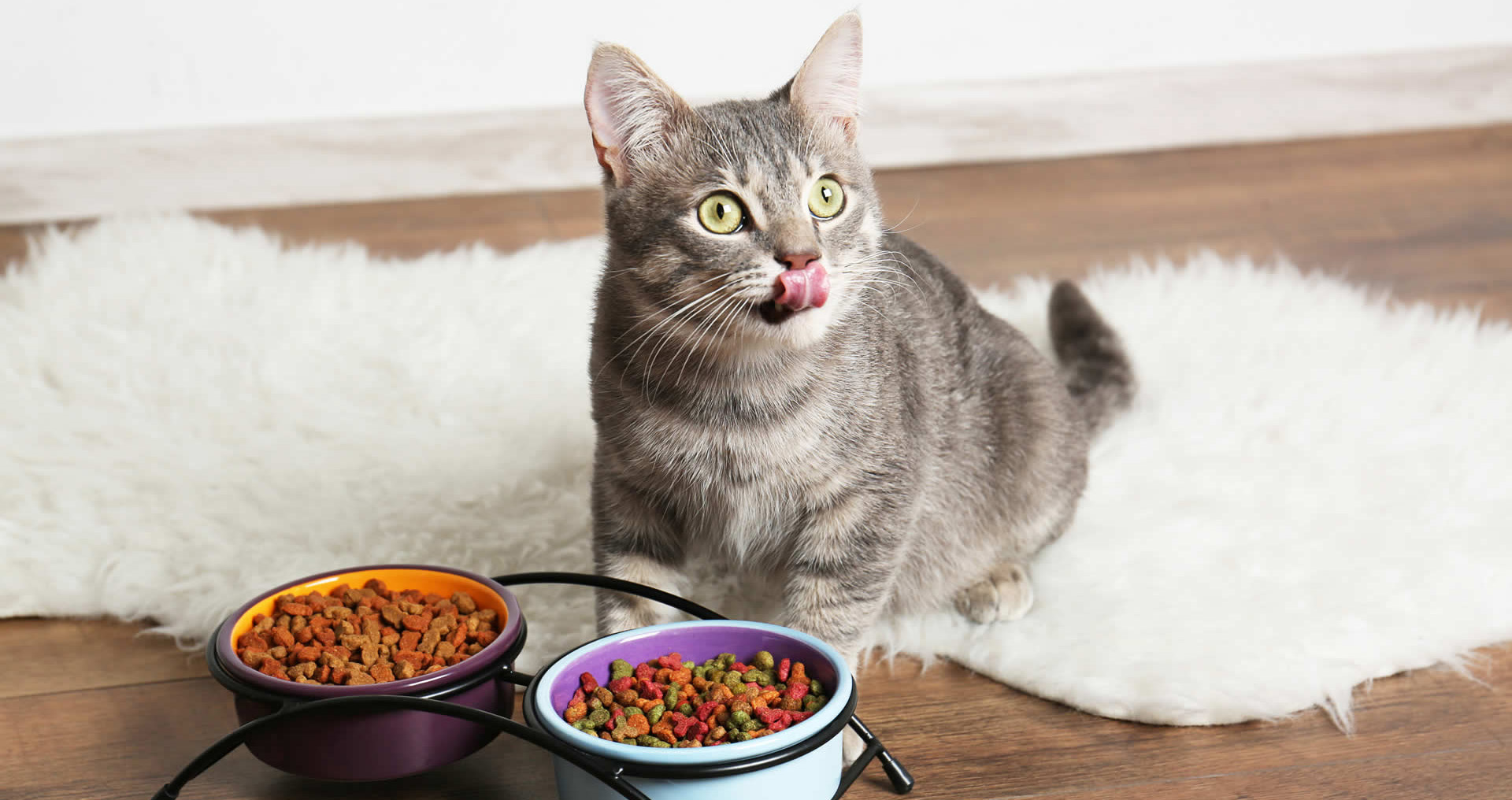 Чем кормить кошку, чтобы не навредить? — Интернет-магазин 7745.by