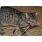 Игрушка для кошек TRIXIE Дразнилка с перышками 50 см (4106) - Фото 2