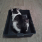 Лоток для кошек с сеткой SAVIC Tray 41,5х29,5х10 см (02230000) - Фото 3
