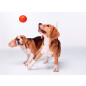 Игрушка для собак LIKER 7 Мяч d 7 см (6294) - Фото 4
