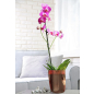 Кашпо для орхидей 2,1 л BEROSSI Mia прозрачный (АС43800000) - Фото 3