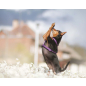 Шлейка для собак AMI PLAY Grand Soft Reflective XS 23 мм 31-38 см черный (563226180) - Фото 3