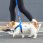 Шлейка для собак ROGZ Fast-Fit Harness Medium/Large Blue 58 см (RSJQ58B) - Фото 2