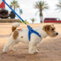 Шлейка для собак ROGZ Fast-Fit Harness Medium/Large Blue 58 см (RSJQ58B) - Фото 3