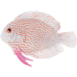 Рыбка искусственная для аквариума LAGUNA Тиляпия 5003LD 9,7х14х2,5 см (74054012)