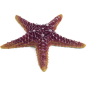 Звезда морская искусственная для аквариума LAGUNA 16х16х3 см (74004166)