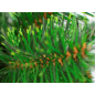 Ель искусственная GREENTERRA с зелеными концами 180 см - Фото 4