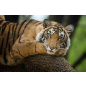 Картина по номерам РЫЖИЙ КОТ Тигр на дереве 30х40 см (Х-9106)