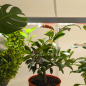 Светильник для растений полного спектра ЭРА FITO-14W-T5-Ra90 Т5 14 Вт - Фото 10