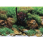 Фон для аквариума BARBUS Двухсторонний Водный сад/Камни 60х124 см (BACKGROUND 018) - Фото 2