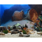 Декорация для аквариума DEKSI Амфора №004 43х15х18 см (004d) - Фото 10