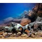 Декорация для аквариума DEKSI Амфора №004 43х15х18 см (004d) - Фото 9