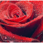 Фотообои флизелиновые CITYDECOR Красная роза 300х254