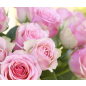 Фотообои флизелиновые CITYDECOR Розовые розы 300х254 см
