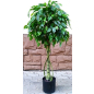 Искусственное растение FORGARDEN Фикус Ficus 120 см (FGN_BF01693)