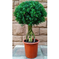 Искусственное растение FORGARDEN Самшит Boxwood topiary 90 см (FGN_BF01705)
