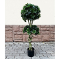 Искусственное растение FORGARDEN Pittisporum double 137 см (FGN_BF01699)