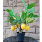 Искусственное растение FORGARDEN Лимон Lemon tree 55 см (FGN_BF00575)