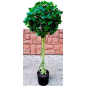 Искусственное растение FORGARDEN Фикус Chinese ficus 120 см (FGN_BF01703)
