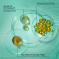 Концентрат-активатор роста волос ЧИСТАЯ ЛИНИЯ Ультраукрепление и восстановление 10 в 1 160 мл (8720633007567) - Фото 8