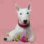Игрушка для собак MR.KRANCH Роза с канатом 29х5х5 см розовый (MKR80264) - Фото 4
