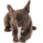 Игрушка для собак PETSTAGES Deerhorn Оленьи рога 12 см (668STEX) - Фото 3