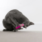 Игрушка для кошек PETSTAGES Dental Креветки с мятой 7 см 2 штуки (67836) - Фото 3