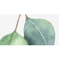 Фотообои флизелиновые ФАБРИКА ФРЕСОК Зеленые листья 400x270 см (534270) - Фото 7