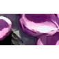 Фотообои флизелиновые ФАБРИКА ФРЕСОК Фиолетовое дерево 300x280 см (163280) - Фото 7
