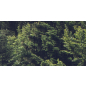 Фотообои флизелиновые ФАБРИКА ФРЕСОК Туманный лес 600x280 см (196280) - Фото 4