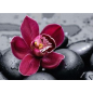 Алмазная вышивка WIZARDI Королевская орхидея 38х27 см (WD036)