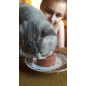 Влажный корм для котят PURINA PRO PLAN Baby Kitten курица консервы 85 г (7613036693462) - Фото 3