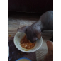 Влажный корм для котят PURINA PRO PLAN Nutrisavour Junior индейка в соусе пауч 85 г (7613034587817)