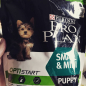 Сухой корм для щенков PURINA PRO PLAN Small&Mini Puppy курица 7 кг (7613035123366) - Фото 11