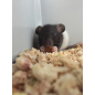 Корм для крыс и мышей VERSELE-LAGA Rat & Mouse Complete 0,5 кг (461298)