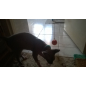 Игрушка для кошек TRIXIE Мячик из поролона двухцветный d 4,3 см (41101) - Фото 2