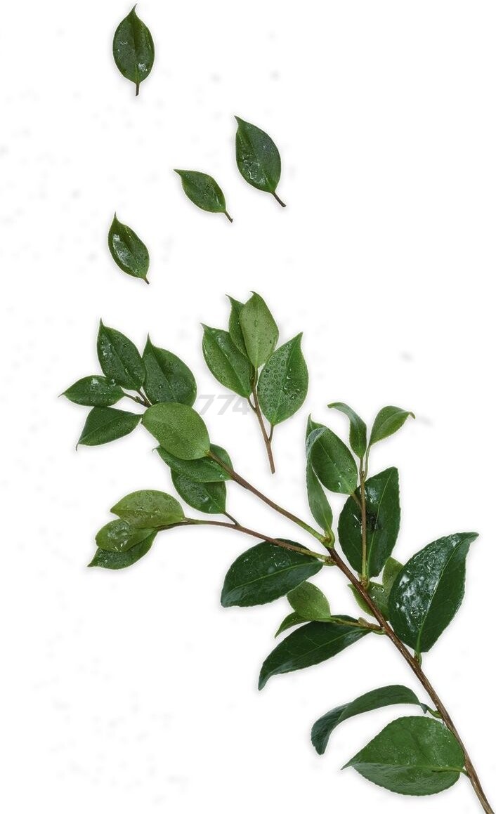 Маска GARNIER Skin Naturals Очищающий уголь Листья черного чая 28 г (0360350301) - Фото 5