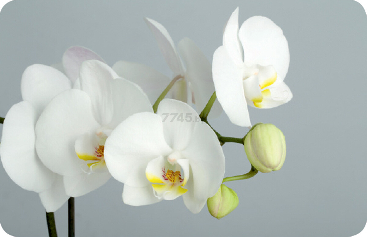 Стол кухонный АЛМАЗ-ЛЮКС Белая орхидея на сером/белый 100х65х73,2 см (СО-Д-01-28) - Фото 2