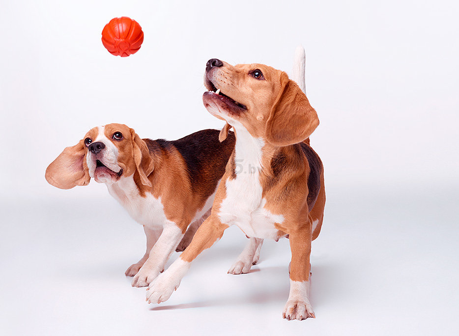 Игрушка для собак LIKER 7 Мяч d 7 см (6294) - Фото 4